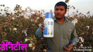 Pink Bollworm on cotton Marathi [upl. by Nefen]