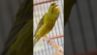 Bela canção do canário após o derretimento cantodecanario canario canary belgacantando birds [upl. by Metzger647]