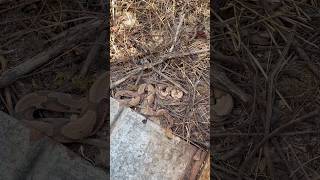 Finding THREE COPPERHEADS under metal alabamaherping copperhead herping flipclip snakes [upl. by Llevel484]