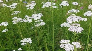 Coada soricelului  ajutor natural impotriva tuturor relelor  planta medicinala comestibila [upl. by Mukerji19]