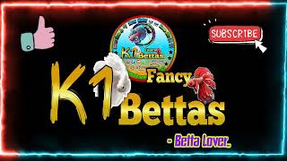 New Betta Fish collection k1 fancy bettasRamanathapuram [upl. by Akimit]