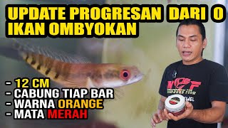 IKAN OMBYOKAN‼️UPDATE HASIL PROGRESAN 1 BULAN [upl. by Adnohsed]