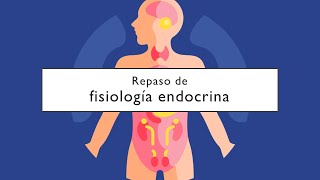 Repaso de fisiología endocrina [upl. by Schwenk]