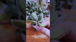 多肉植物 熊童子 Cotyledon tomentosa  Propagation Taiwan [upl. by Airtal]