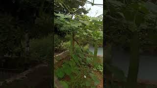 Maa intlo kasina birakayulu garden gardening homegarden [upl. by Aicenat]