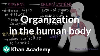 Organization in the human body  Cells and organisms  Middle school biology  Khan Academy [upl. by Nylhtak725]