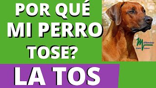 MI PERRO🐶TOSE como SI TUVIERA ALGO ATORADOPOR QUÉ MI PERRO TOSE🤷🏼‍♀️ [upl. by Riffle]