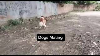 crazy dog mating [upl. by Muire]