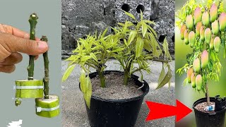 New idea how to plant mango Rooting of mango seeds in glass [upl. by Hogue]