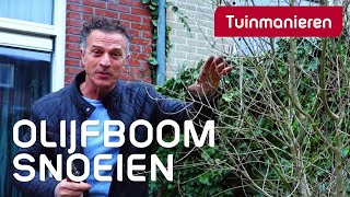 De olijfboom snoeien hoe doe je dat  Tuinmanieren [upl. by Anirpas]