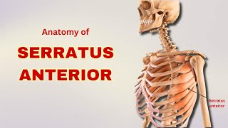 Serratus Anterior Muscle Anatomy  Muscle of Pectoral Region  Doctor Speaks [upl. by Ogawa456]