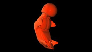 Child Birth Fetal Development Stage  3D Animation [upl. by Hcra12]