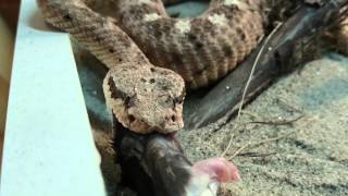 Sidewinder rattlesnake eating a fuzzy rat [upl. by Cheshire]