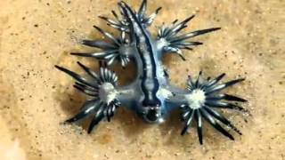 Glaucus Atlanticus  Pokemon Real [upl. by Irrek]