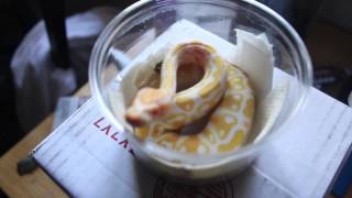 Albino Ball Python Unboxing Crash Site Reptiles [upl. by Sirah]