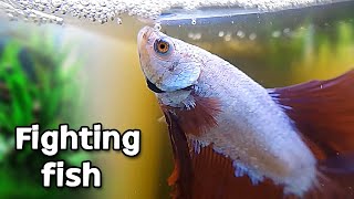 How to take good care of your betta fish [upl. by Soelch136]