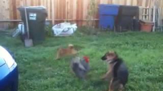 German Shepherd vs Rooster [upl. by Sutsugua]