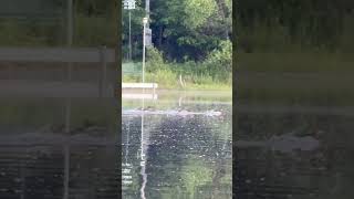 Look at them go Hooded merganser family running on water mergansers pondlife ducks [upl. by Lugo995]