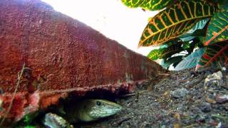 Giant Ameiva Comes Out Of Hiding HD [upl. by Murat]