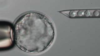 Blastocyst Microinjection [upl. by Bouley]