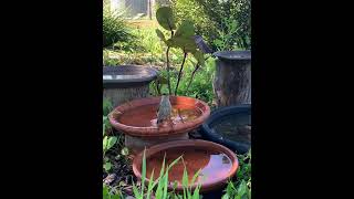 Singing Honeyeater [upl. by Inalaeham]