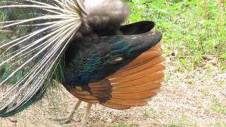 Pfaueninsel Peacock Island Berlin [upl. by Prudie896]