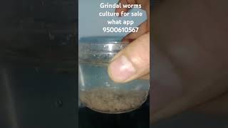 grindal worms culture for sale grindalworm [upl. by Luthanen930]