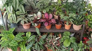 19 Types  Varieties Of Calathea  Prayer plant With Names And Comparison [upl. by Kelwin]