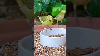 Senegal WhiteEyes  Zosterops  Birds [upl. by Mehelhteb]