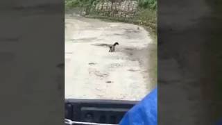 Yellow throated marten tries to catch cat [upl. by Margit]