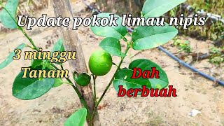 update pokok limau nipis 3 minggu tanam dah berbuah [upl. by Burdelle]