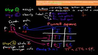 8 Punnett Squares HSC biology [upl. by Erick23]