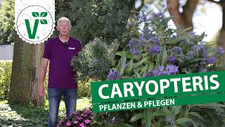 Caryopteris pflanzen amp pflegen  Bartblumen im Garten [upl. by Ruckman654]