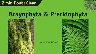 Difference between Bryophytes vs Pteridophytes  Hindi  tsplearning [upl. by Ahserb]