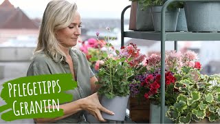 Pflege Geranien  Tipps für den Balkon mit Geranien Pelargonien  Balkonpflanzen pflegen [upl. by Ylrac]