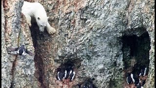 Un ours polaire affamé risque sa vie   ZAPPING SAUVAGE [upl. by Ahsirhcal106]