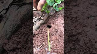 Primitive skills  Venomous ants chase cricket insect so cool shorts [upl. by Cristiona]