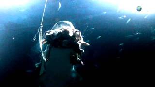 Shark Week  How Sharks Hunt  Tiger Sharks at Night [upl. by Ejrog]