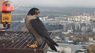 Apasz zaprasza Czarnooką 15 11 2024 Warszawa Kawęczyn sokoły wędrowne gniazdo [upl. by Georgine]