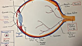 Ojo Anatomía y generalidades [upl. by Ezara]