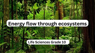 Energy flow through ecosystems [upl. by Eissac]