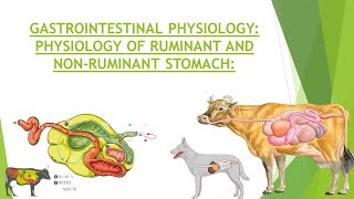 Physiology of Ruminant amp Non Ruminant Stomach  Gastrointestinal Physiology  Structure of Stomach [upl. by Kessiah]