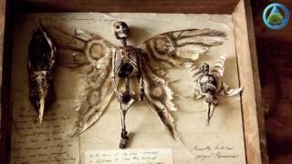 Mystery of winged tiny human skeletons found in basement of old London house [upl. by Dedra93]