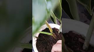 philodendron propogation baghbanilove plantsgardenindoorplants [upl. by Artinad980]