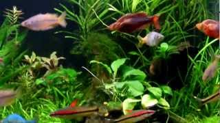 Planted Rainbowfish Aquarium Feeding [upl. by Nancey]