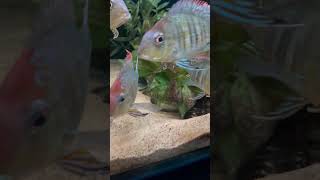 The 180 Gallon Acrylic Aquarium With South American Cichlids [upl. by Milewski]