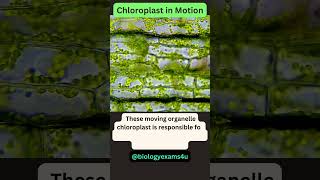 Chloroplast movement under Microscope 🔬 [upl. by Heidy575]