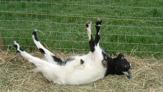 Best of Fainting Goats  EpicVirals  HD [upl. by Vinia]