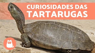 10 CURIOSIDADES sobre TARTARUGAS que você não sabia🐢 [upl. by Nefets]