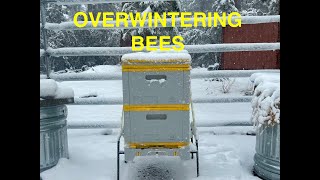 Over Wintering Bees [upl. by Hackney]